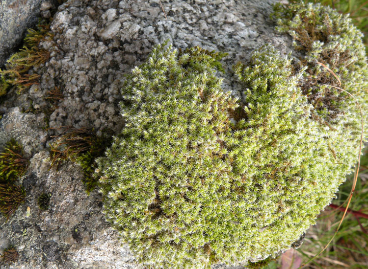 Muschio argentato:  Racomitrium canescens